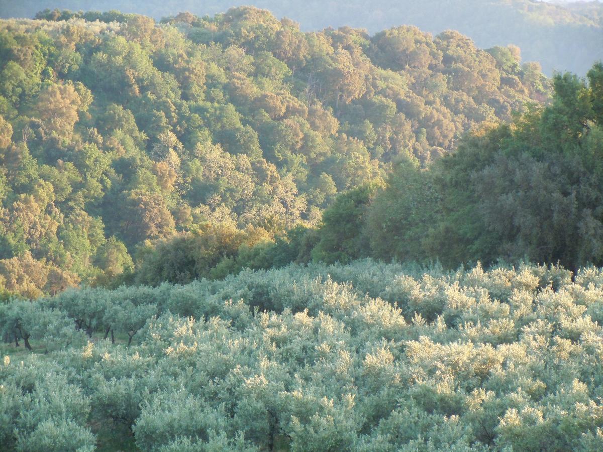 Agriturismo Le Carolee Pianopoli Zewnętrze zdjęcie