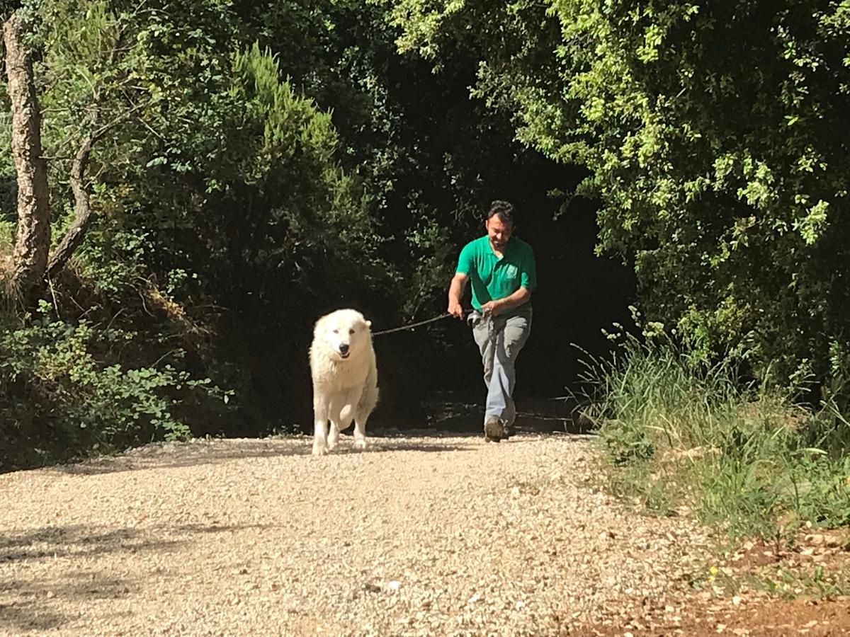 Agriturismo Le Carolee Pianopoli Zewnętrze zdjęcie